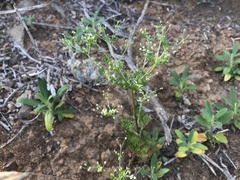 Apiastrum angustifolium