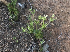 Apiastrum angustifolium