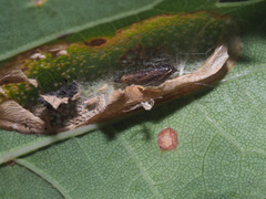 Phyllonorycter quercifoliella