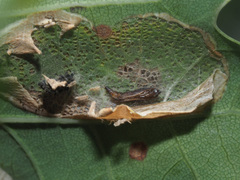 Phyllonorycter quercifoliella
