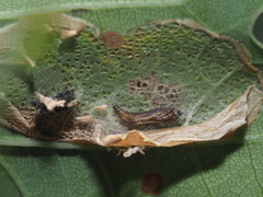 Phyllonorycter quercifoliella
