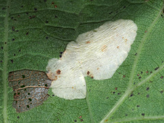 Phyllonorycter quercifoliella