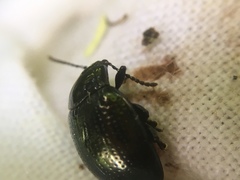 Chrysolina oricalcia