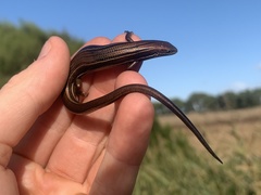 Pseudemoia rawlinsoni