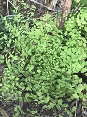 Adiantum poiretii