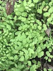 Adiantum poiretii