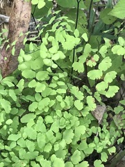 Adiantum poiretii