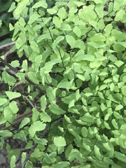 Adiantum poiretii