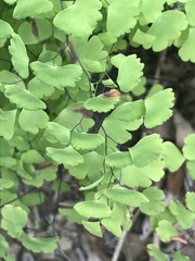 Adiantum poiretii