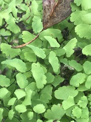Adiantum poiretii