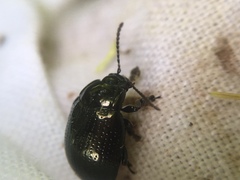 Chrysolina oricalcia