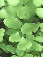 Adiantum poiretii