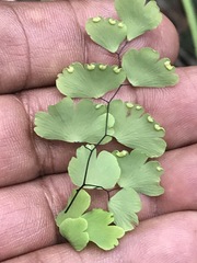 Adiantum poiretii