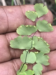 Adiantum poiretii