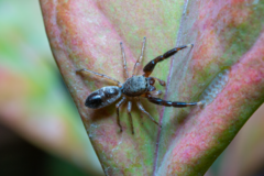 Damoetas