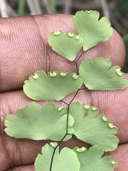 Adiantum poiretii