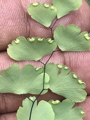 Adiantum poiretii