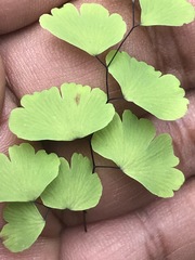 Adiantum poiretii
