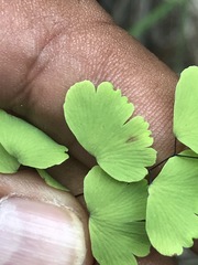 Adiantum poiretii