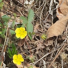 Potentilla fragarioides