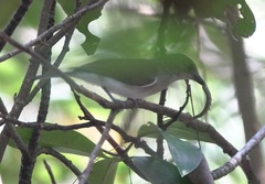 Pachycephala cinerea