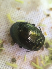 Chrysolina oricalcia