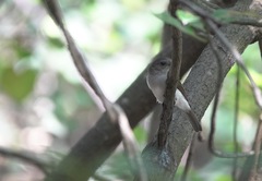 Pachycephala cinerea