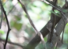 Pachycephala cinerea