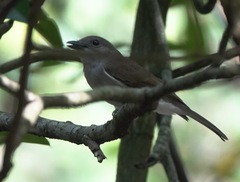 Pachycephala cinerea