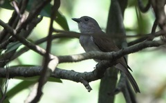 Pachycephala cinerea