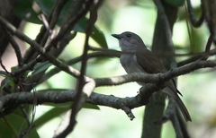 Pachycephala cinerea