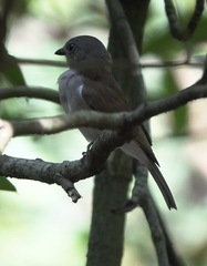 Pachycephala cinerea