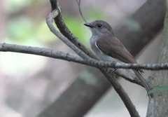 Pachycephala cinerea