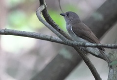 Pachycephala cinerea