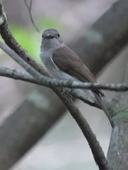 Pachycephala cinerea