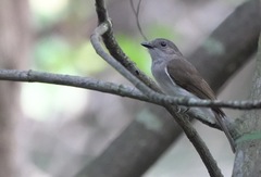 Pachycephala cinerea