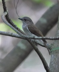 Pachycephala cinerea