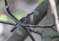 Pachycephala cinerea