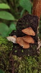 Crepidotus calolepis