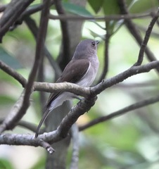 Pachycephala cinerea