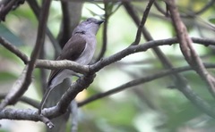 Pachycephala cinerea