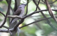 Pachycephala cinerea