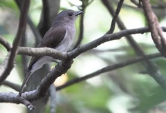 Pachycephala cinerea