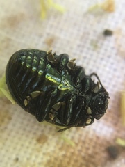 Chrysolina oricalcia