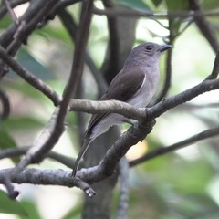 Pachycephala cinerea