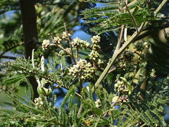 Dasineura rubiformis
