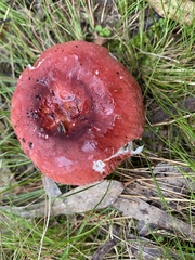 Russula lenkunya