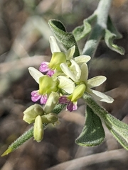 Rhinotropis acanthoclada