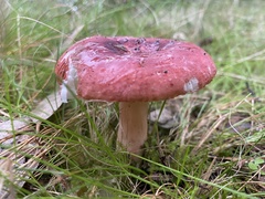 Russula lenkunya