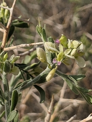 Rhinotropis acanthoclada